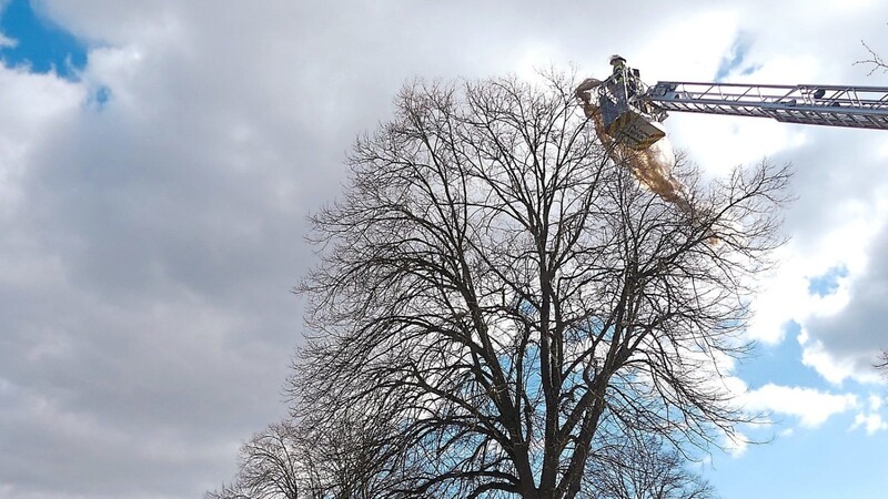 Das am Baum flatternde Vlies wurde mittels der Wörther Drehleiter entfernt.