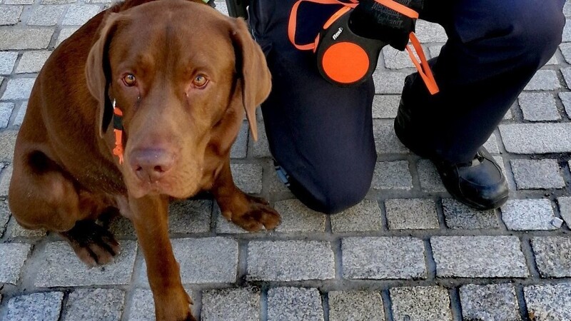 Wer kennt diesen Hund? Bislang konnte die Polizei das Herrchen dieses Labradors nicht auffinden.
