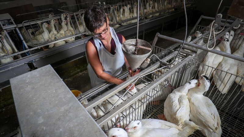 Eine Gans wird auf einem Hof für die Produktion des französischen Gerichts Foie Gras (Stopfleber) gefüttert.