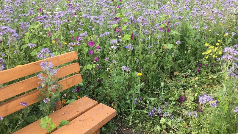 Als "El Dorado für Bienen und Insekten" bezeichnet Landwirt Franz Lehner seine Blühwiesen. Unter anderem für sein Blühwiesenpatenschaftsprojekt erhielt er 2022 den Klimaschutzpreis des Landkreises.