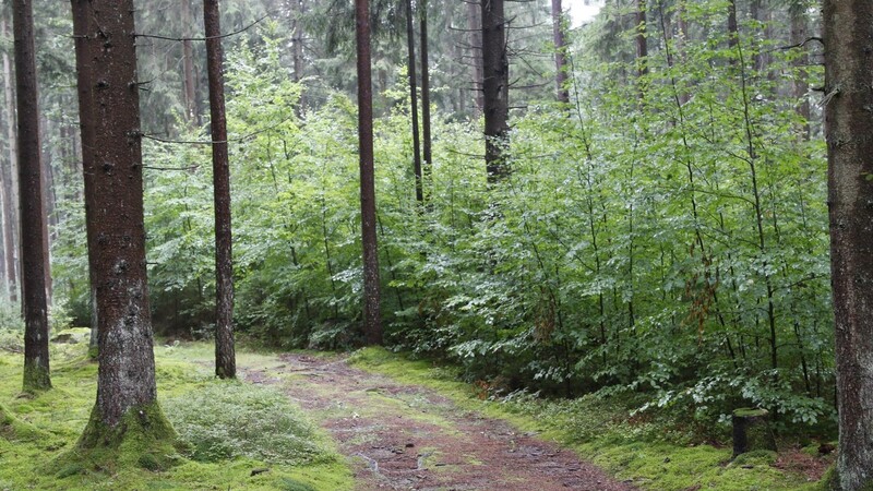 Bestände mit gemischten Baumarten tragen zur Vitalität der Wälder bei.