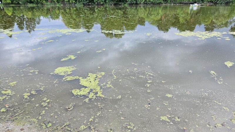 Entwarnung: Im Silbersee sind doch keine Blaualgen.