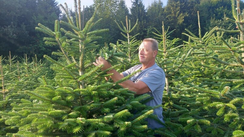 Die Pflege der Christbäume von Walter Geiß aus Eichendorf ist sehr viel Handarbeit.