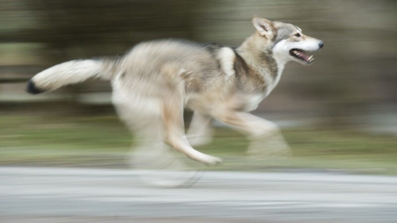 Das Kalb wurde nicht von einem Wolf gerissen, sondern von einem Hund. (Symbolbild)