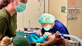 Die WFFT-Veterinärin Dr. Kwan bei ihrer täglichen Arbeit - hier operiert sie einen Bärenmakak. Die WFFT-Veterinärin Dr. Kwan bei ihrer täglichen Arbeit - hier operiert sie einen Bärenmakak.