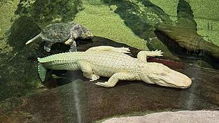 Albino-Alligator Claude lag meist regungslos auf einem beheizten Felsen oder schwamm mit Schildkröten durch sein Becken. (Archivbild) Albino-Alligator Claude lag meist regungslos auf einem beheizten Felsen oder schwamm mit Schildkröten durch sein Becken. (Archivbild)