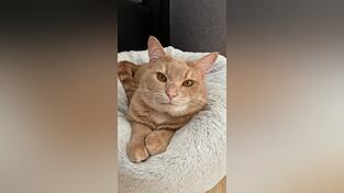 Kater Brioche genießt sein neues Leben. Kater Brioche genießt sein neues Leben.