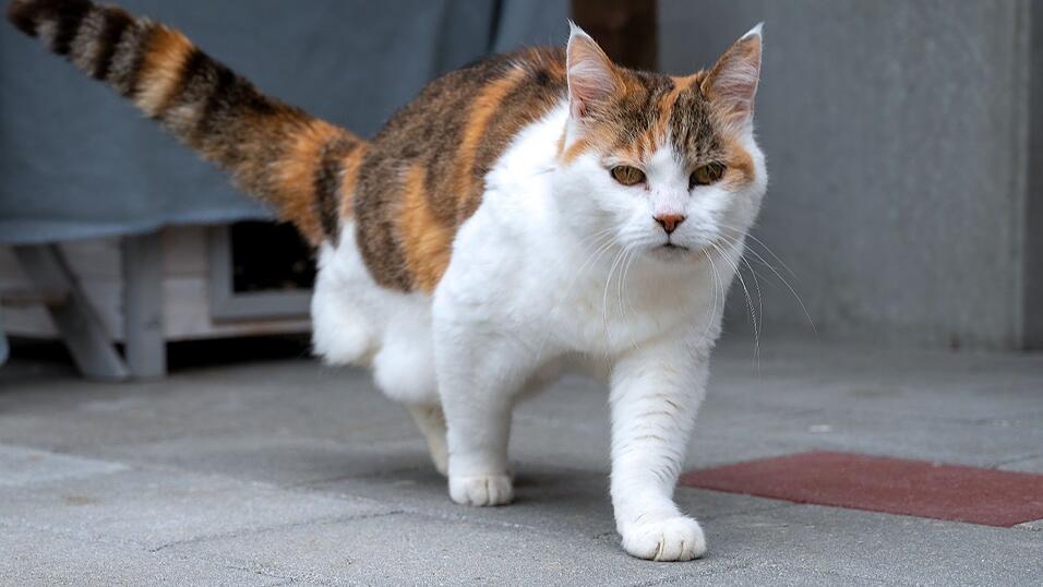 Nicht nur Babykatzen, auch Senioren, wie Shakira, versucht das Tierheim in ein 'Für-immer-Zuhause' zu vermitteln. Nicht nur Babykatzen, auch Senioren, wie Shakira, versucht das Tierheim in ein 'Für-immer-Zuhause' zu vermitteln.