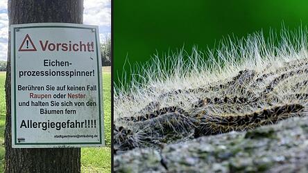 Entlang des Pilgerwegs am Gstütt wird vor dem Eichenprozessionsspinner gewarnt (links). Die Härchen der Raupen können erhebliche Gesundheitsprobleme auslösen. Entlang des Pilgerwegs am Gstütt wird vor dem Eichenprozessionsspinner gewarnt (links). Die Härchen der Raupen können erhebliche Gesundheitsprobleme auslösen.