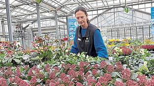 Siegrun Hiendl sieht nach, wie es den Christrosen geht. Die winterharte Staude eignet sich gut für Grabbepflanzung. Siegrun Hiendl sieht nach, wie es den Christrosen geht. Die winterharte Staude eignet sich gut für Grabbepflanzung.