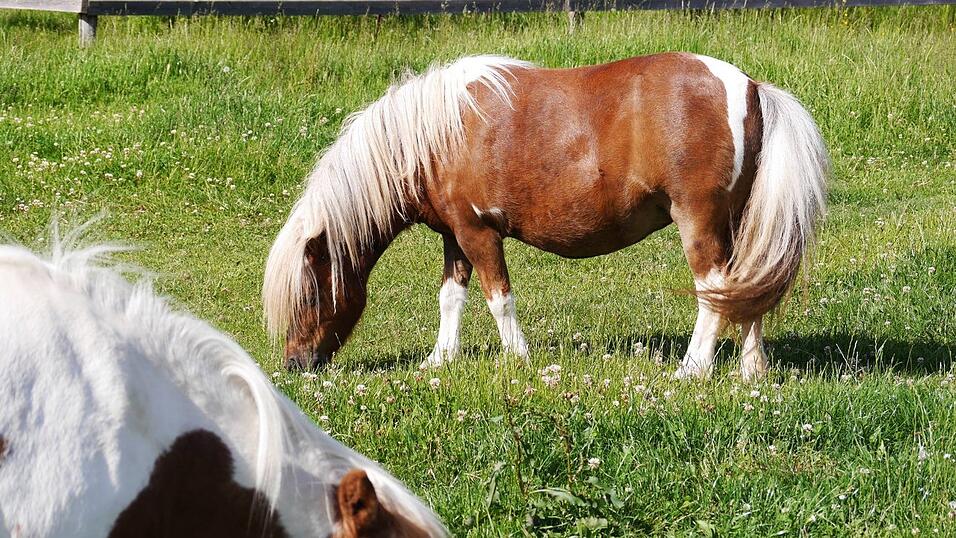 Im Erlebnispark Volgsam gibt es viele Tiere zu sehen und zu streicheln. Im Erlebnispark Volgsam gibt es viele Tiere zu sehen und zu streicheln.
