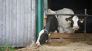 Immer wieder kommt es in Bayern zu Tierschutzskandalen. Dies hat im Laufe der Zeit zu wachsenden Zweifeln am bayerischen Kontrollsystem geführt. (Illustration) Immer wieder kommt es in Bayern zu Tierschutzskandalen. Dies hat im Laufe der Zeit zu wachsenden Zweifeln am bayerischen Kontrollsystem geführt. (Illustration)