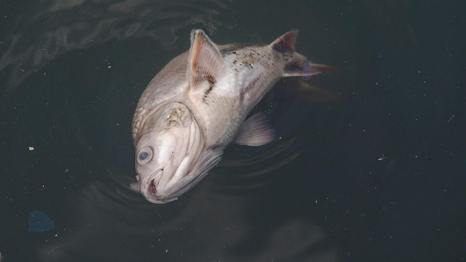 Symbolbild: Paul Zinken/dpa Symbolbild: Paul Zinken/dpa