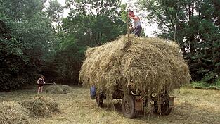 So ähnlich - allerdings mit hölzernen Wagen und vorgespannten Ochsen oder Pferden - hat vor 100 Jahren die Heuernte ausgesehen. Das Heu auf dem Wagen musste gleichmäßig verteilt werden, damit die Fuhre nicht in der Kurve rutschte oder gar den Wagen zum Umkippen brachte. Vor 100 Jahren gab es wegen einer Art Heuwagen-Stau einen Autounfall. So ähnlich - allerdings mit hölzernen Wagen und vorgespannten Ochsen oder Pferden - hat vor 100 Jahren die Heuernte ausgesehen. Das Heu auf dem Wagen musste gleichmäßig verteilt werden, damit die Fuhre nicht in der Kurve rutschte oder gar den Wagen zum Umkippen brachte. Vor 100 Jahren gab es wegen einer Art Heuwagen-Stau einen Autounfall.