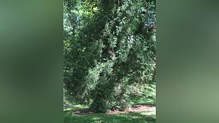 Der Lebensbaum in der Gabelsberger-Anlage. Der Lebensbaum in der Gabelsberger-Anlage.