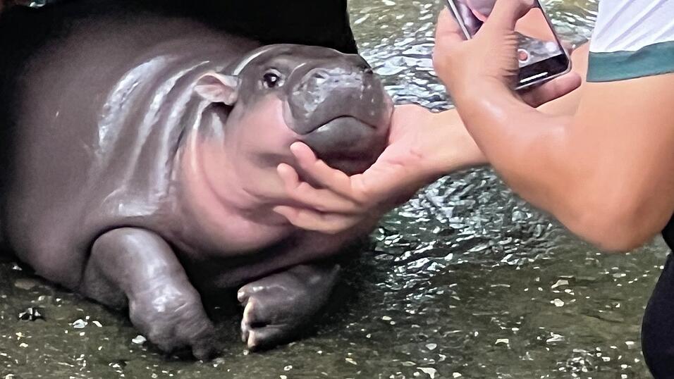 Das zwei Monate alte Zwergflusspferd Moo Deng mit seinem Pfleger im Khao Kheow Open Zoo. Das zwei Monate alte Zwergflusspferd Moo Deng mit seinem Pfleger im Khao Kheow Open Zoo.