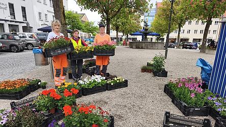 Cerolein Büder (v.l.), Sandra Vogl und Annemarie Glasschneider bepflanzen diese Woche die öffentlichen Bereiche der Stadt. Cerolein Büder (v.l.), Sandra Vogl und Annemarie Glasschneider bepflanzen diese Woche die öffentlichen Bereiche der Stadt.