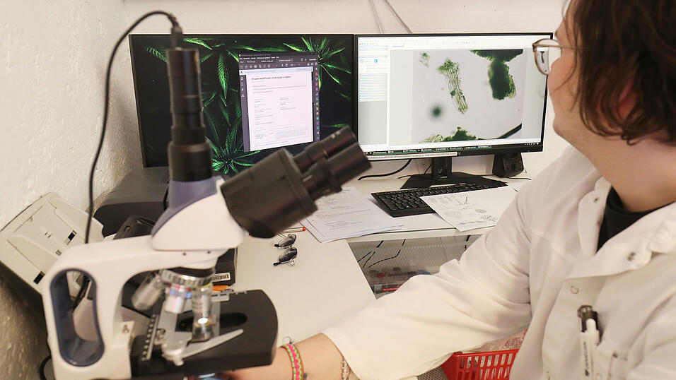 Im Keller der Apotheke wird der Wirkstoff-Gehalt kontrolliert. Im Keller der Apotheke wird der Wirkstoff-Gehalt kontrolliert.