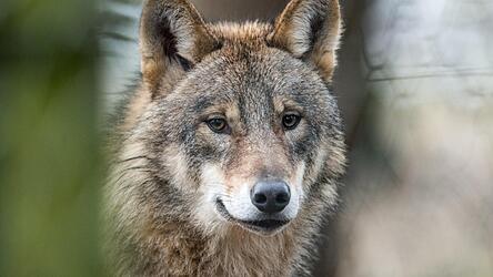 Der Fund eines toten Jungwolfes am Osser im Oktober 2025 wird möglicherweise das Amtsgericht in Cham beschäftigen. Der Fund eines toten Jungwolfes am Osser im Oktober 2025 wird möglicherweise das Amtsgericht in Cham beschäftigen.