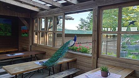 Nach Feierabend hält sich der Pfau gerne auf der verwaisten Terrasse der Kötztinger Hütte auf. Sein bevorzugter Platz ist Tisch 92 - mit Blick zum Kletterfelsen. Nach Feierabend hält sich der Pfau gerne auf der verwaisten Terrasse der Kötztinger Hütte auf. Sein bevorzugter Platz ist Tisch 92 - mit Blick zum Kletterfelsen.