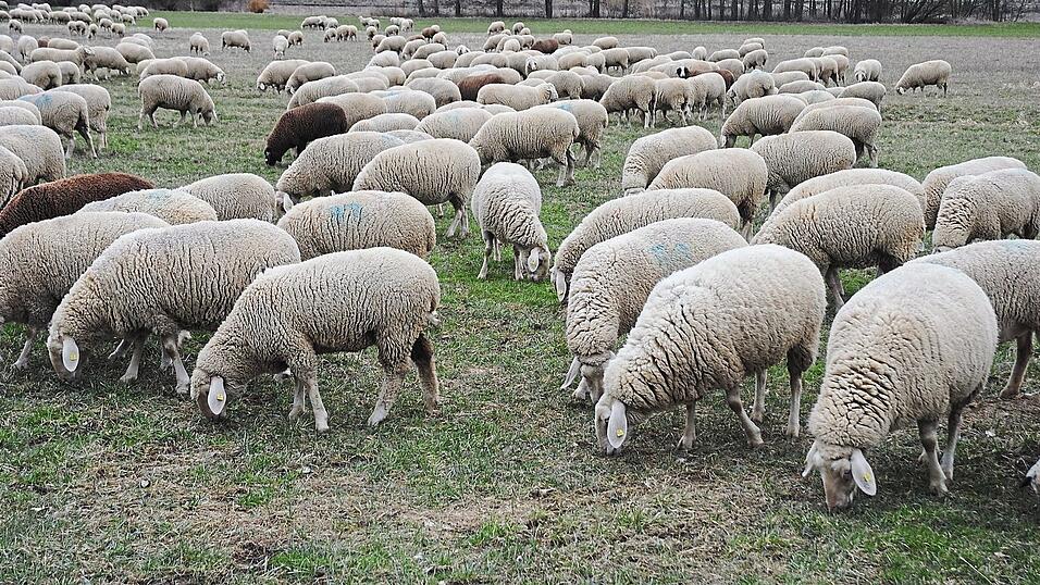 Im Ortsteil Jellenkofen ließ ein Wanderhirte auf seiner Durchreise seine 300 Schafe weiden. Im Ortsteil Jellenkofen ließ ein Wanderhirte auf seiner Durchreise seine 300 Schafe weiden.