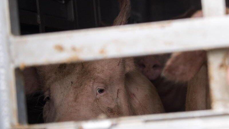 Bei einem Großbrand einer Schweinemastanlage in Teutschenthal (Sachsen-Anhalt) sind alle 5.000 Tiere, die dort gehalten wurden, verendet. (Symbolbild) Bei einem Großbrand einer Schweinemastanlage in Teutschenthal (Sachsen-Anhalt) sind alle 5.000 Tiere, die dort gehalten wurden, verendet. (Symbolbild)