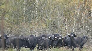 Auf der FFH-Fläche haben die Wasserbüffel viel Platz. Auf der FFH-Fläche haben die Wasserbüffel viel Platz.