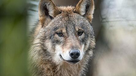 Der Fund eines toten Wolfes beschäftigt demnächst das Amtsgericht Cham. Der Streit zwischen Naturschützern und Jägern geht indes weiter. Der Fund eines toten Wolfes beschäftigt demnächst das Amtsgericht Cham. Der Streit zwischen Naturschützern und Jägern geht indes weiter.