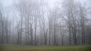 Die Polizei bittet um Hinweise zu den Schlachtabfällen. (Symbolbild) Die Polizei bittet um Hinweise zu den Schlachtabfällen. (Symbolbild)