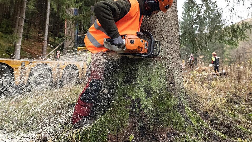Ein Forstarbeiter sägt eine Fichte ab. Nadelholz werde auch in Zukunft wichtig bleiben, prognostiziert Sägewerksbetreiber Franz Steiner. Ein Forstarbeiter sägt eine Fichte ab. Nadelholz werde auch in Zukunft wichtig bleiben, prognostiziert Sägewerksbetreiber Franz Steiner.