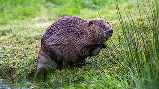 Der europäische Biber gilt als besonders bedroht. Wer einen Biber verletzt, fängt oder tötet muss deshalb mit einer Geldstrafe von bis zu 65.000 Euro rechnen. Der europäische Biber gilt als besonders bedroht. Wer einen Biber verletzt, fängt oder tötet muss deshalb mit einer Geldstrafe von bis zu 65.000 Euro rechnen.