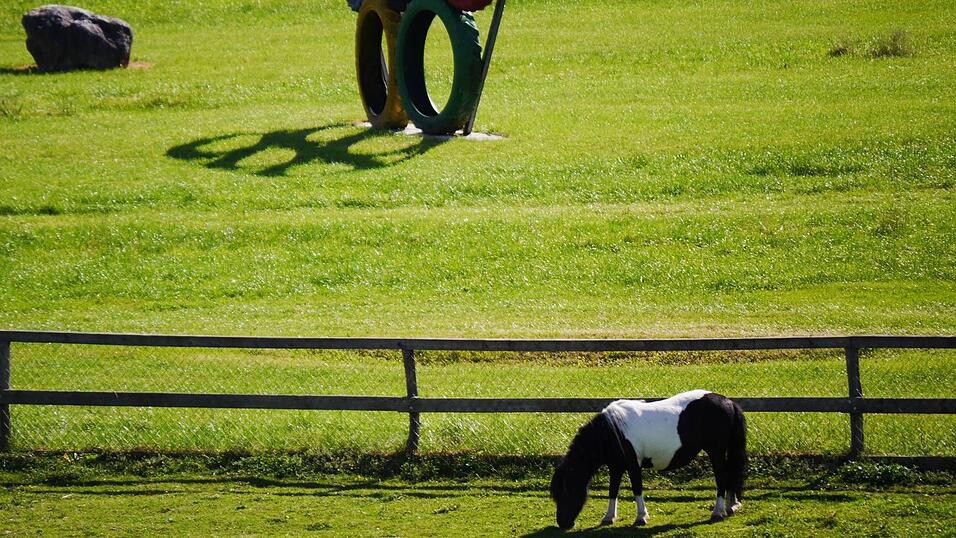 Im Erlebnispark Volgsam gibt es viele Tiere zu sehen und zu streicheln. Im Erlebnispark Volgsam gibt es viele Tiere zu sehen und zu streicheln.