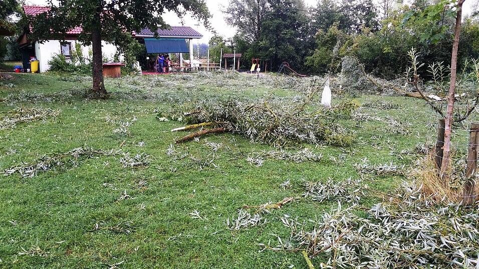 Baumschäden am Roither See. Baumschäden am Roither See.