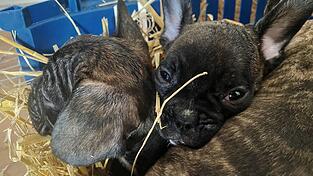 Die EU will strenger gegen illegalen Tierhandel vorgehen. (Symbolbild) Die EU will strenger gegen illegalen Tierhandel vorgehen. (Symbolbild)