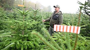 Der Vorsitzende des Christbaumverbandes Baden-Württemberg, Sebastian Fertig, steht in einer Anpflanzung von Weihnachtsbäumen in Mudau im Norden Baden-Württembergs. Der Vorsitzende des Christbaumverbandes Baden-Württemberg, Sebastian Fertig, steht in einer Anpflanzung von Weihnachtsbäumen in Mudau im Norden Baden-Württembergs.
