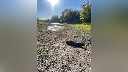 Das Baggerloch-Altwasser am Pillmoos-Nordrand im Sommer 2026 bei extremem Niedrigwasserstand der Donau. Das Baggerloch-Altwasser am Pillmoos-Nordrand im Sommer 2026 bei extremem Niedrigwasserstand der Donau.