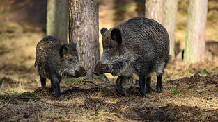 Zwei der Wildschweine flüchteten - für das dritte endete das Zusammentreffen tödlich. (Symbolbild) Zwei der Wildschweine flüchteten - für das dritte endete das Zusammentreffen tödlich. (Symbolbild)