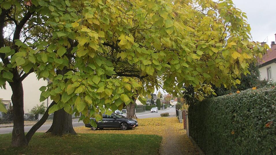 Dieser Trompetenbaum steht an der Amselstraße. Dieser Trompetenbaum steht an der Amselstraße.
