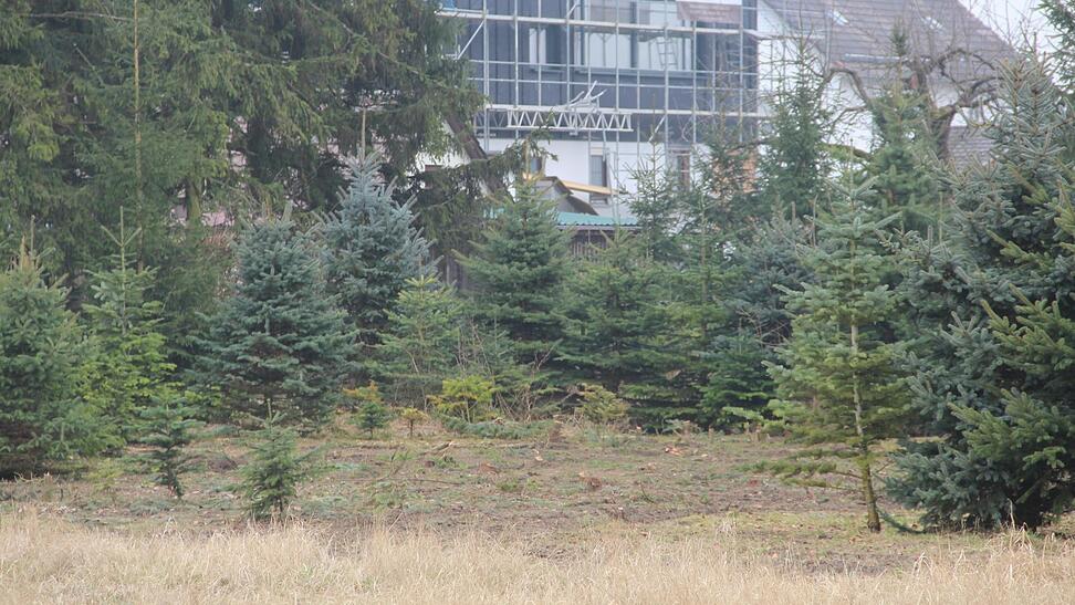 Eine Brache haben Arbeiter in die Christbaumplantange geschlagen. Die Polizei stoppte die weitere Abholzung. Eine Brache haben Arbeiter in die Christbaumplantange geschlagen. Die Polizei stoppte die weitere Abholzung.