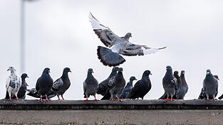 Weil die Schäden und Verschmutzungen durch verwilderte Tauben zunehmen, wurde nun eine Verordnung zu deren Bekämpfung erlassen. Weil die Schäden und Verschmutzungen durch verwilderte Tauben zunehmen, wurde nun eine Verordnung zu deren Bekämpfung erlassen.
