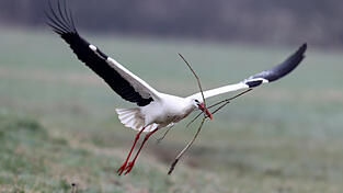 Fleißig bringt die zurückgekehrte Spezies Äste ins Nest. Fleißig bringt die zurückgekehrte Spezies Äste ins Nest.
