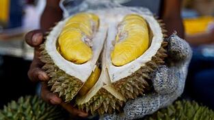 Verursacht einen üblen Geruch: Eine Durian-Frucht der Sorte 'Musang King'. (Symbolfoto) Verursacht einen üblen Geruch: Eine Durian-Frucht der Sorte 'Musang King'. (Symbolfoto)