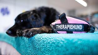 Therapiehunde sind speziell ausgebildete Hunde, die in der tiergestützten Therapie Menschen emotional, psychisch und physisch unterstützen. Sie helfen ihnen dabei, Stress und Ängste abzubauen. (Symbolbild) Therapiehunde sind speziell ausgebildete Hunde, die in der tiergestützten Therapie Menschen emotional, psychisch und physisch unterstützen. Sie helfen ihnen dabei, Stress und Ängste abzubauen. (Symbolbild)