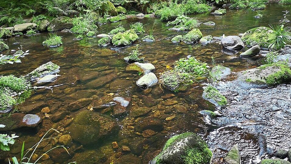 Viele moosbewachsene Steine liegen im Bachbett der Wolferstetter Ohe. Viele moosbewachsene Steine liegen im Bachbett der Wolferstetter Ohe.