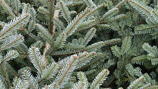 Es grünt so grün: Auf vielen Parkplätzen in der Stadt werden derzeit Christbäume zum Verkauf angeboten. Noch sind genügend da. Es grünt so grün: Auf vielen Parkplätzen in der Stadt werden derzeit Christbäume zum Verkauf angeboten. Noch sind genügend da.