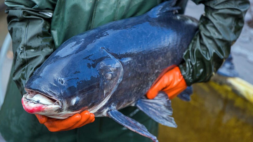 Solche Monsterfische wurden in letzter Zeit in der Donau gesichtet, wie dieser seltener etwa 30 Jahre alten Marmorkarpfen, die hier nicht heimisch sind. Solche Monsterfische wurden in letzter Zeit in der Donau gesichtet, wie dieser seltener etwa 30 Jahre alten Marmorkarpfen, die hier nicht heimisch sind.