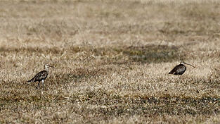 In der unteren Au in Schierling sind die Brachvögel zurück. Bereits vergangene Woche gab es die ersten Sichtungen. In der unteren Au in Schierling sind die Brachvögel zurück. Bereits vergangene Woche gab es die ersten Sichtungen.