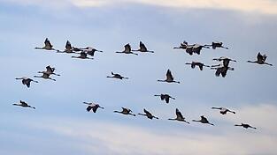 Während des Vogelzuges im Herbst besteht die größte Gefahr, dass Vögel gegen Glasfassaden fliegen. (Archivfoto) Während des Vogelzuges im Herbst besteht die größte Gefahr, dass Vögel gegen Glasfassaden fliegen. (Archivfoto)