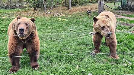 Noch nicht bereit für die Winterruhe: Tibor und Balu kommen neugierig an den Zaun. Noch nicht bereit für die Winterruhe: Tibor und Balu kommen neugierig an den Zaun.