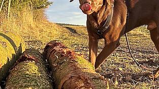 Hunde sorgen in der Hopfenstadt kaum für Probleme. Hunde sorgen in der Hopfenstadt kaum für Probleme.